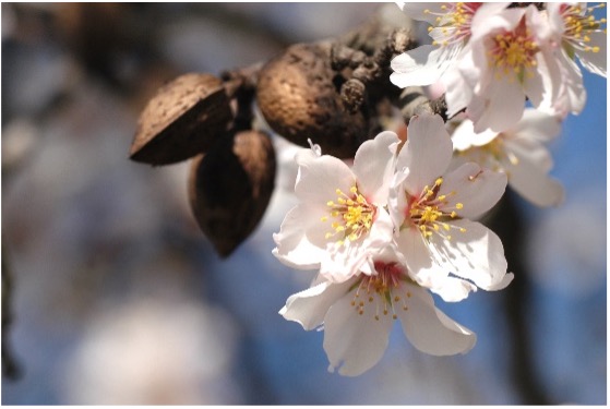 Mandelöl der Aromatherapie Ausbildung