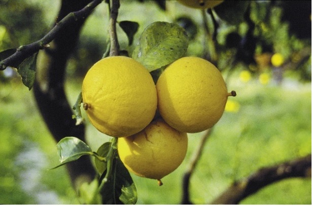 Ölporträt ätherische Öle Aromatherapie Ausbildung